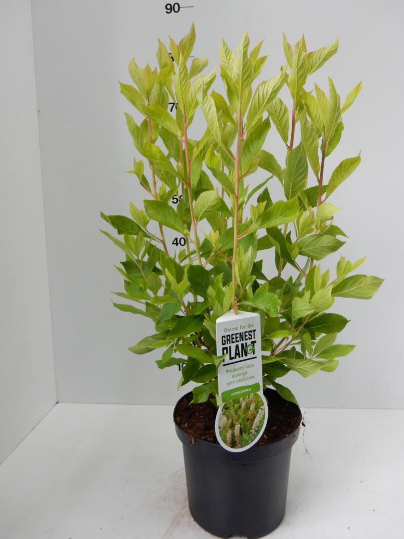 Clethra alnifolia