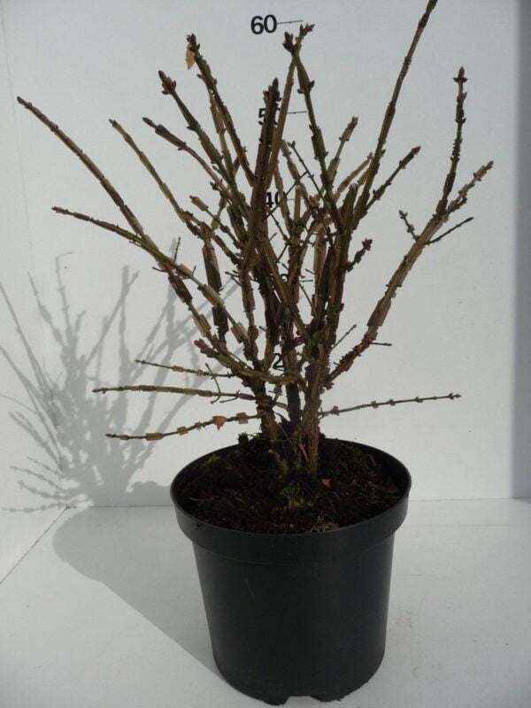 Euonymus alatus – Bild 4