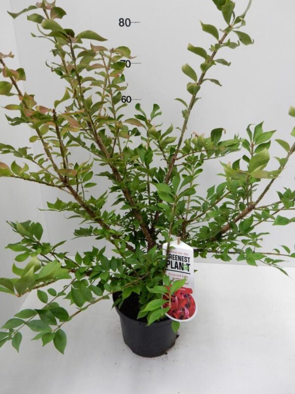Euonymus alatus