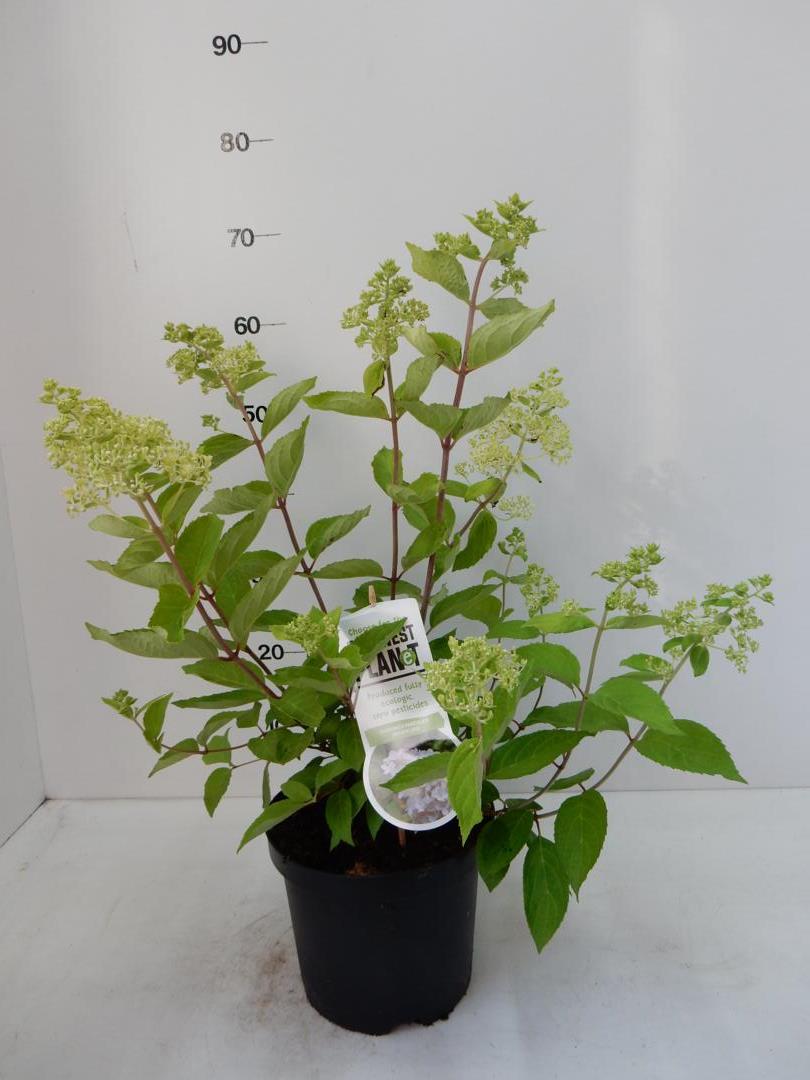 Hydrangea p.Grandiflora