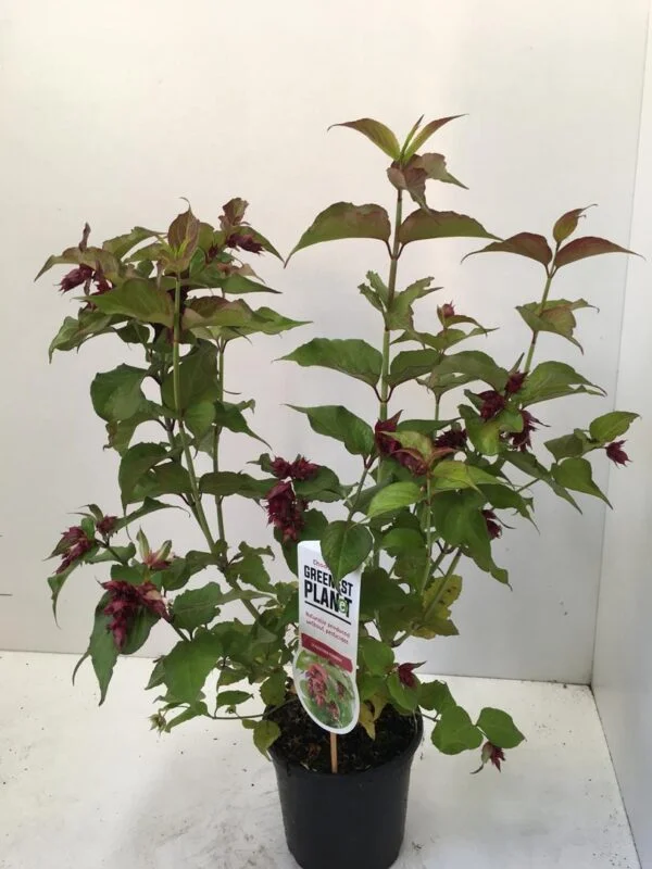 Leycesteria formosa
