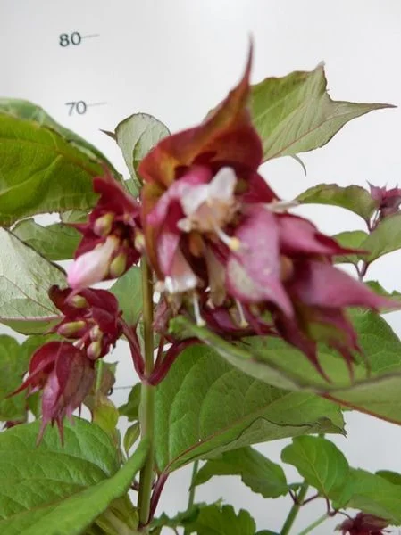 Leycesteria formosa – Image 2