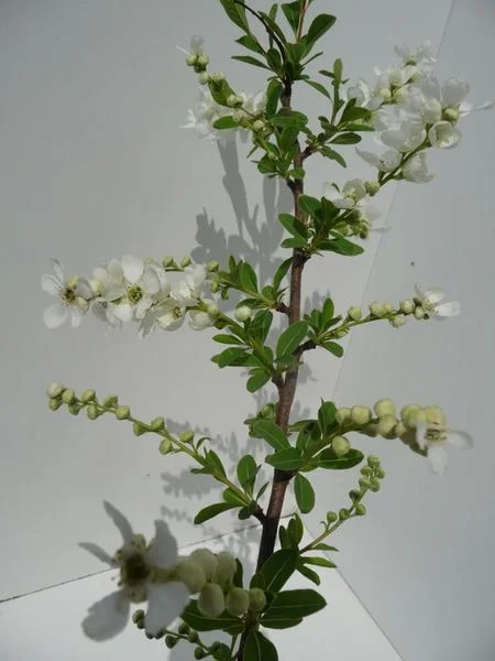 Exochorda macr. 'The Bride' - Image 2