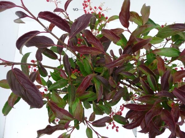 Viburnum hillieri 'Winton' - Imagen 2